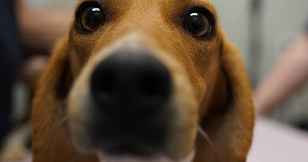 Cleveland Browns Help 82 Ohio Puppies Get Adopted, Look At Them!!!