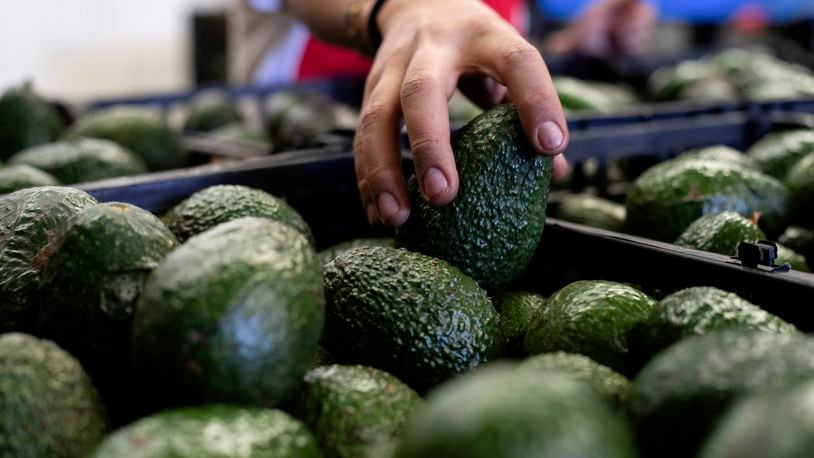 FILE - A worker packs avocados at a plant in Uruapan, Michoacan state, Mexico, Feb. 9, 2024. (AP Photo/Armando Solis, File)