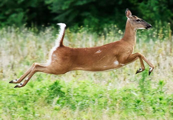 The year in Butler County photos: Best images of 2018