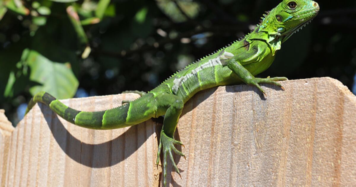 Iguanas in the toilet. Snakes in the shower. Hello, Florida!